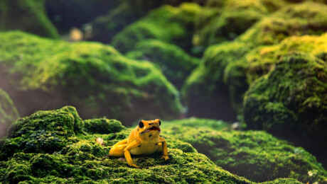 Vierkante poep en dodelijke kikker